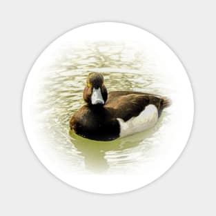 Greater scaup Magnet